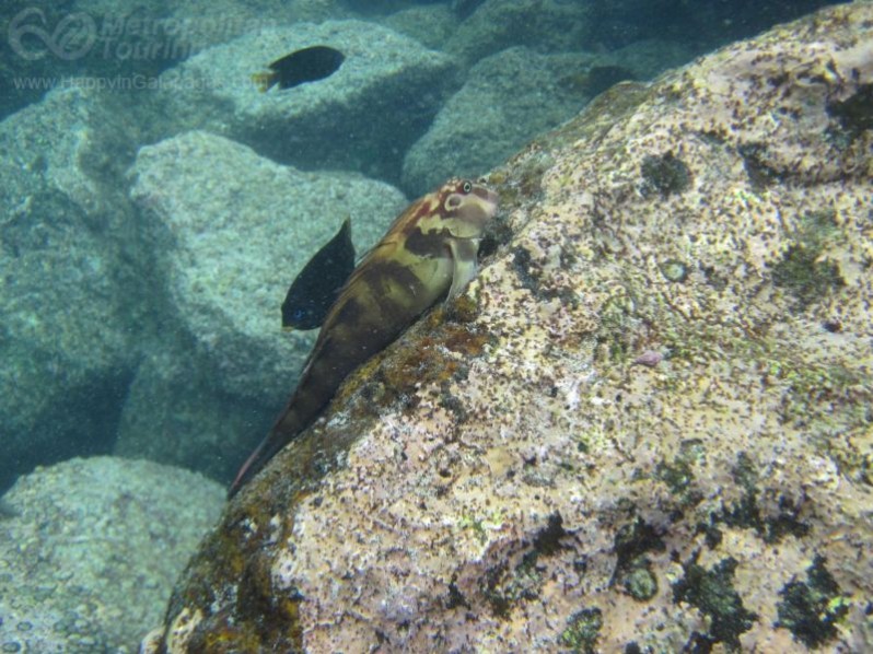 Large banded blenny in Galapagos