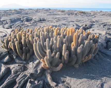 Lava cactus in Isabela Island