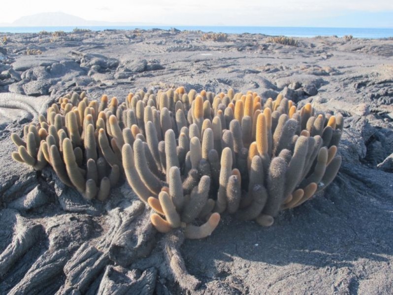 Lava cactus in Isabela Island