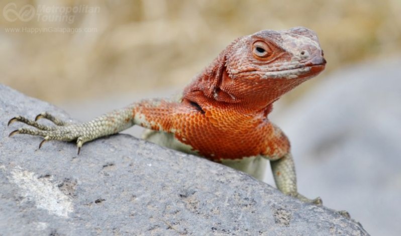Lava Lizard in Galapagos