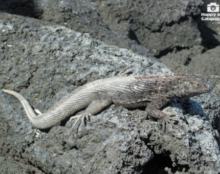 Lava lizard in Fernandina Island