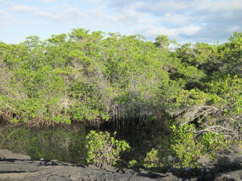 Mangrove forest in Isabela Island