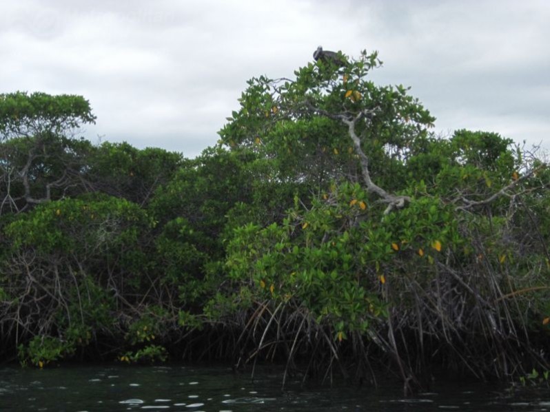 Mangrove forest in Galapagos Islands