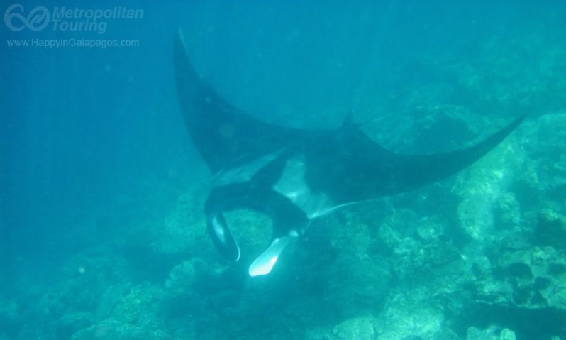 Manta ray in Galapagos Islands