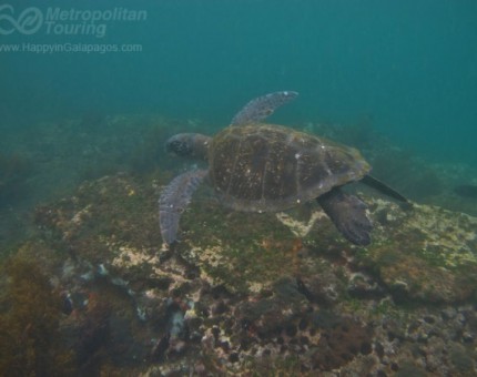 Marine Turtle in Tagus Cove