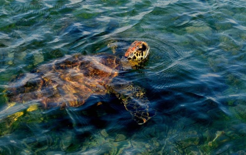 Marine Turtle in Isabela Island