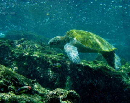 Marine Turtle in Rabida Island