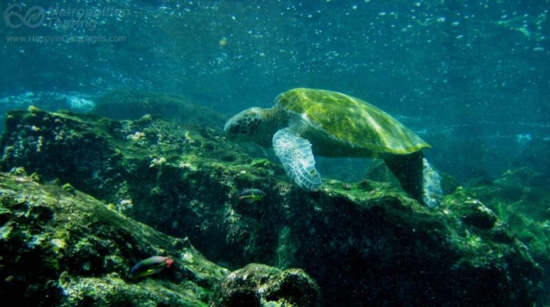 Marine Turtle in Rabida Island
