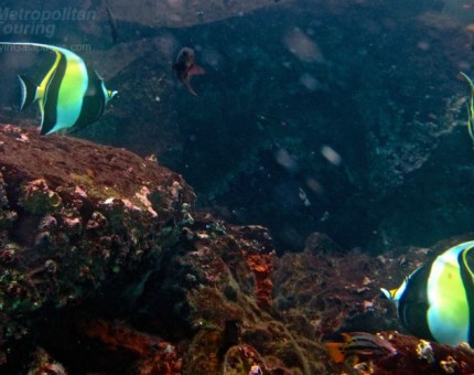 Moorish idol fish in Galapagos Islands