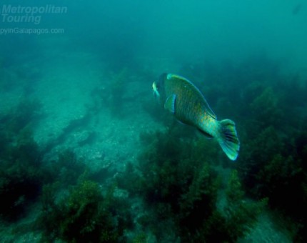 Parrotfish in Tagus Cove