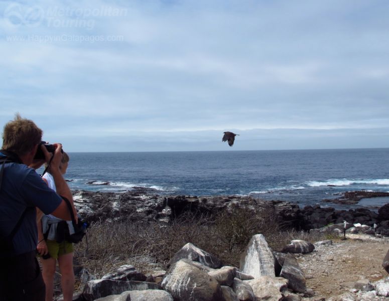 Photographing a Galapagos Hawk