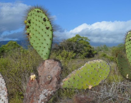 Prickly Pear Cactus in Galapagos Islands