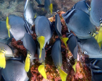 Razor Surgeonfish in Genovesa Island