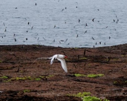 Red-billed Tropicbird in Galapagos