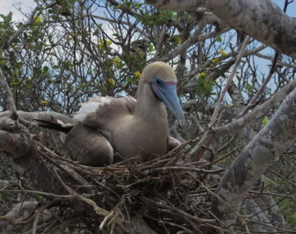 Red-footed Boobies in Genovesa Island