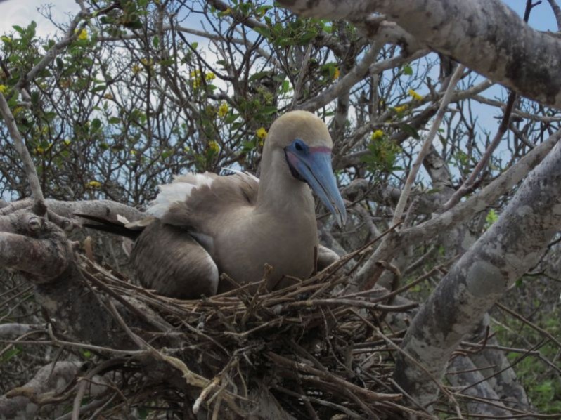 Red-footed Boobies in Genovesa Island