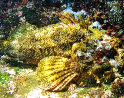 Scorpion stonefish in Galapagos Islands