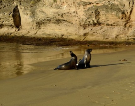 Sea lions in Punta Pitt