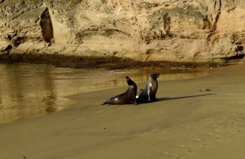 Sea lions in Punta Pitt