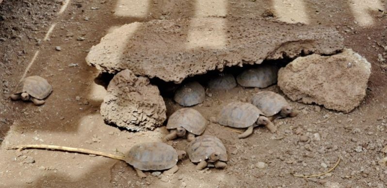 Small Tortoises in Charles Darwin Research Station in Santa Cruz Island