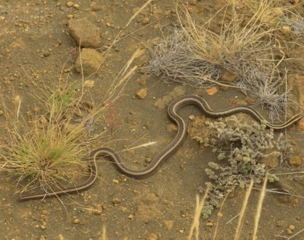 Snake in Puerto Egas Island