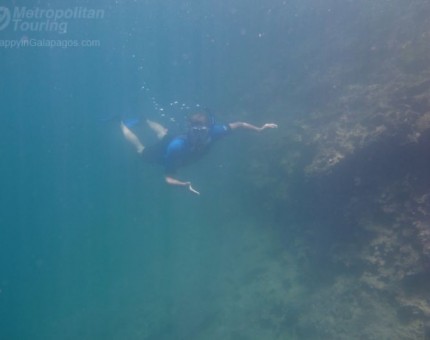 Snorkeling in Urbina Bay, Isabela Island