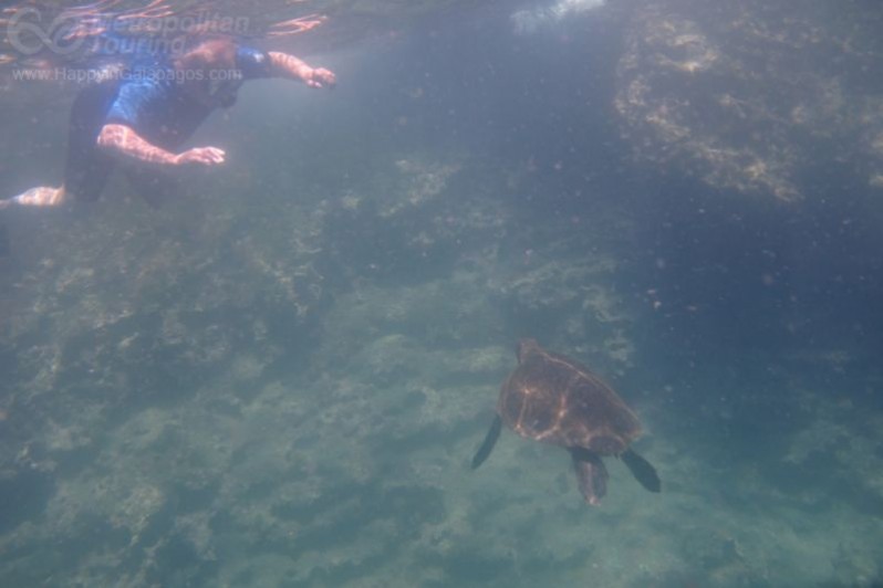 Snorkeling with a marine turtle in Urbina Bay