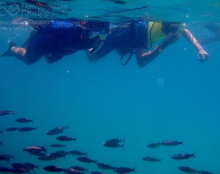 Snorkeling with the marine life in Galapagos