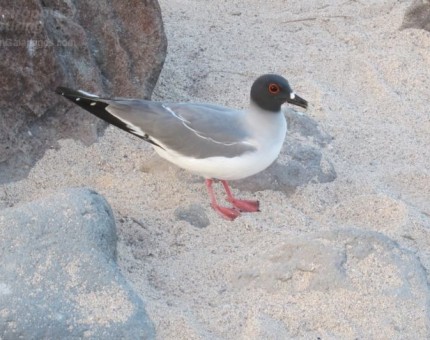 Swallow-tailed Gull in North Seymour Island
