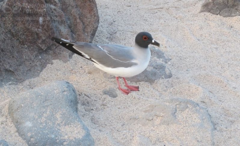 Swallow-tailed Gull in North Seymour Island