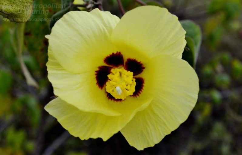 The cotton flower in the Galapagos Islands