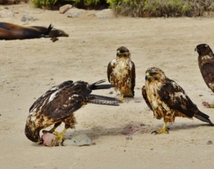 Watch the amazing hawk of Galapagos