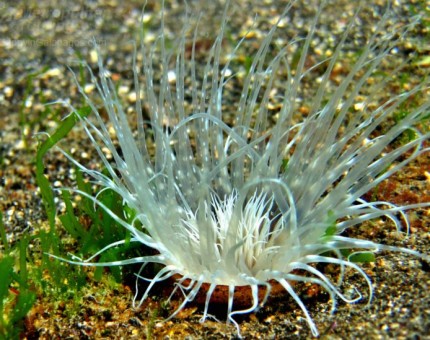 A white anemone in Galapagos