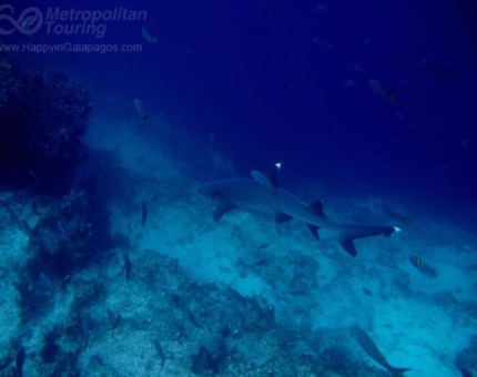 Whitetip reef shark in Champion Islet