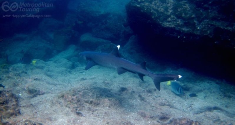 Whitetip reef shark in Buccaneer Cove
