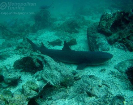 Whitetip reef shark in Genovesa Island