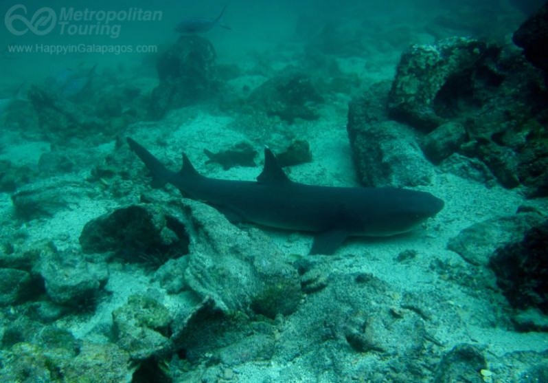 Whitetip reef shark in Genovesa Island