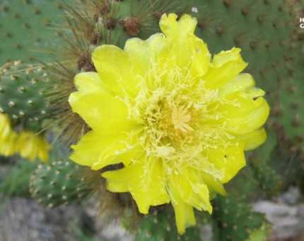 Yellow flower of a cactus