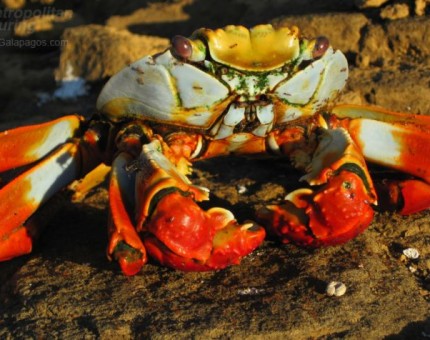 Sally lightfoot crab in Puerto Egas
