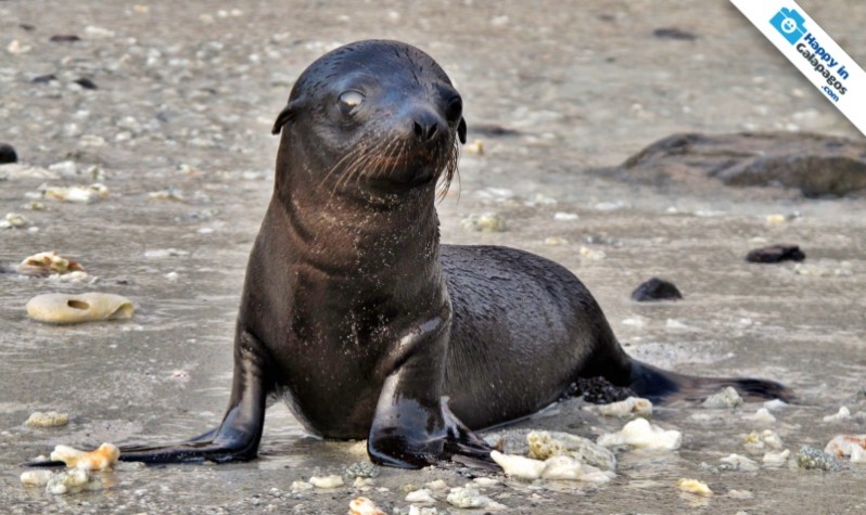 Galapagos Photo A beautiful pup sea lion in the Enchanted Islands