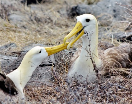 Galapagos Photo A beautiful couple of albatross in Galapagos islands