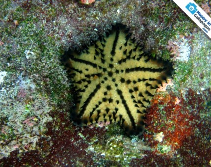 Galapagos Photo A chocolate chip starfish in the marine reserve