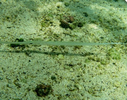 A cornetfish in Galapagos