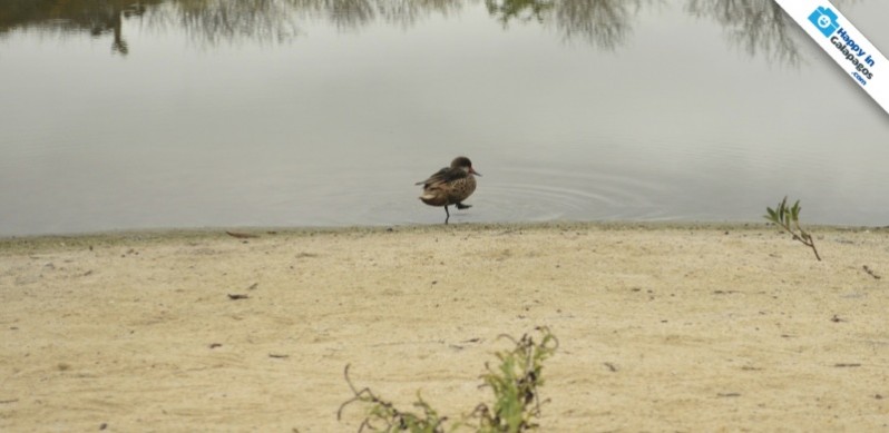 A Galapagos duck in Las Bachas Beach