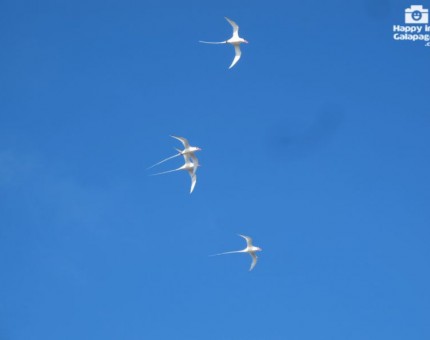 A group of red-billed tropicbirds in Galapagos
