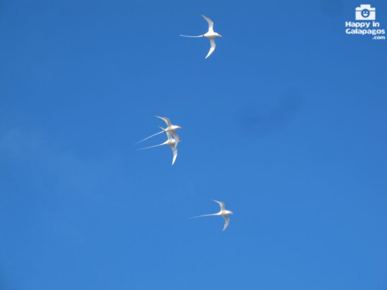 A group of red-billed tropicbirds in Galapagos