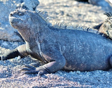 Galapagos Photo A marine iguana sunbathing in the Enchanted Islands