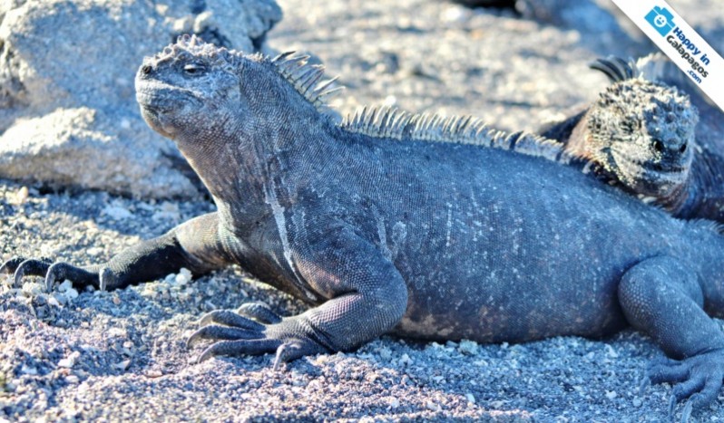 Galapagos Photo A marine iguana sunbathing in the Enchanted Islands