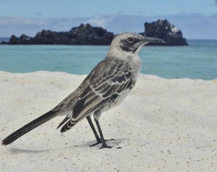 A mockingbird in Gardner Bay