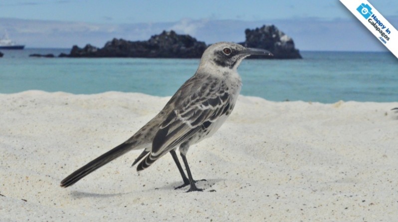 A mockingbird in Gardner Bay